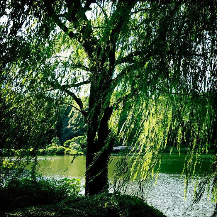 couverture-youtube-japon