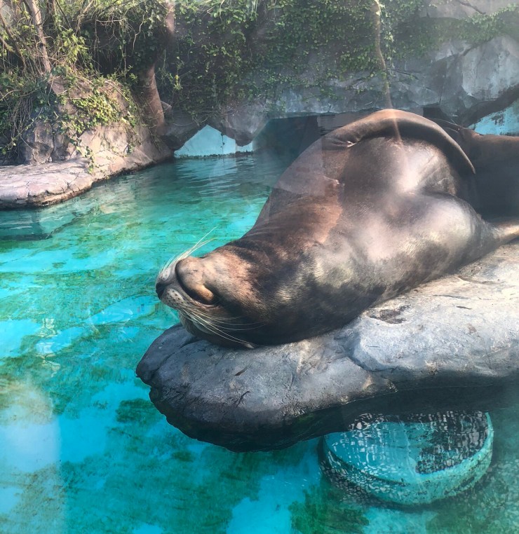 Zoo de tokyo - éléphant de mer