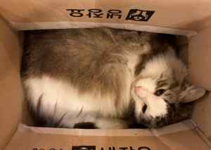 Chat en boite, Séoul