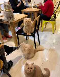 Chats-peluches coréens