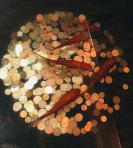 Même les poissons reçoivent une obole - Hutong - Pekin - Chine