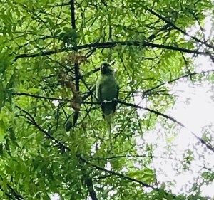 Perroquet - Lodi Garden - Delhi - Inde