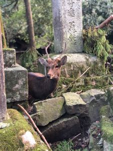 Jeu de cache cache au milieu des lanternes de pierres du sanctuaire Kasuga - Nara