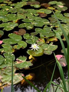 Nimpheas "Naturelles"