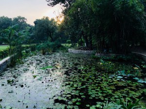 Jardin de nénuphars - Lodi Garden - Delhi - Inde