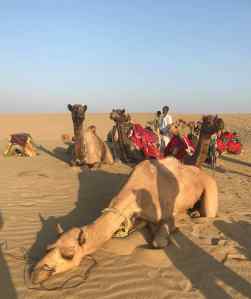 Suis crevé moi...- Désert du Thar - Rajasthan - Inde