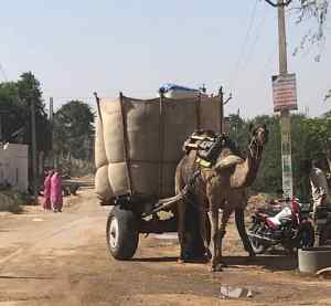 Dernier Dromadaire- Rajasthan - Inde
