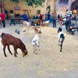 Biquettes dans la rue - Jaipur - Rajasthan