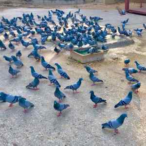 Pigeons Indiens - Jaipur - Rajasthan