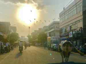 Vache dans la ville - Jaipur - Rajasthan