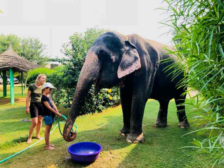 Je donne à boire à mon éléphante - Jaipur - Inde
