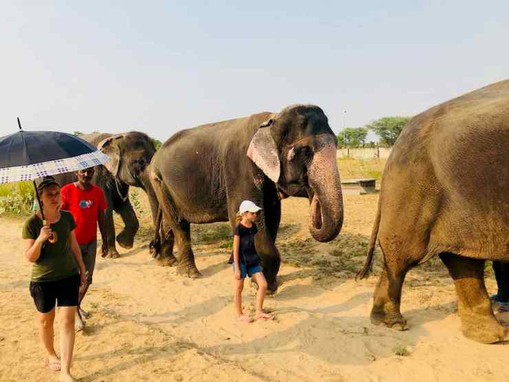 Promenade avec mon éléphante - Jaipur - Inde
