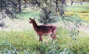 Antilope- Ranthambore - Rajasthan - Inde
