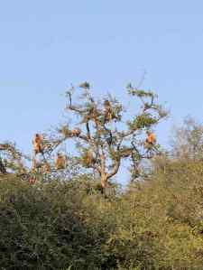 Arbre à singes - Rajasthan - Ranthambore - Inde
