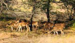 Daims- Ranthambore - Rajasthan - Inde