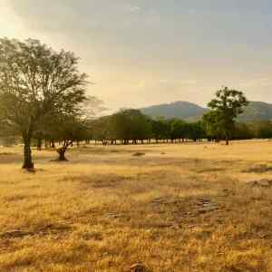 Ranthambore - Parc national - Rajasthan - Inde