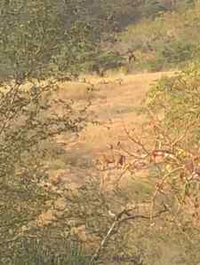 Tigre caché (nous manque un zoom)- Rajasthan - Ranthambore - Inde