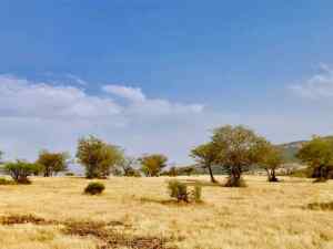 Ranthambore - Parc national - Rajasthan - Inde