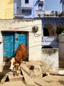 Vache sacrée dans Bundi - Rajasthan - Inde