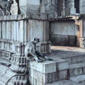 Singe dans les vieilles pierres des temples -Chittorgarh - Rajasthan - Inde