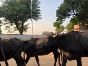 Gros Buffles - Narlai - Rajasthan - Inde