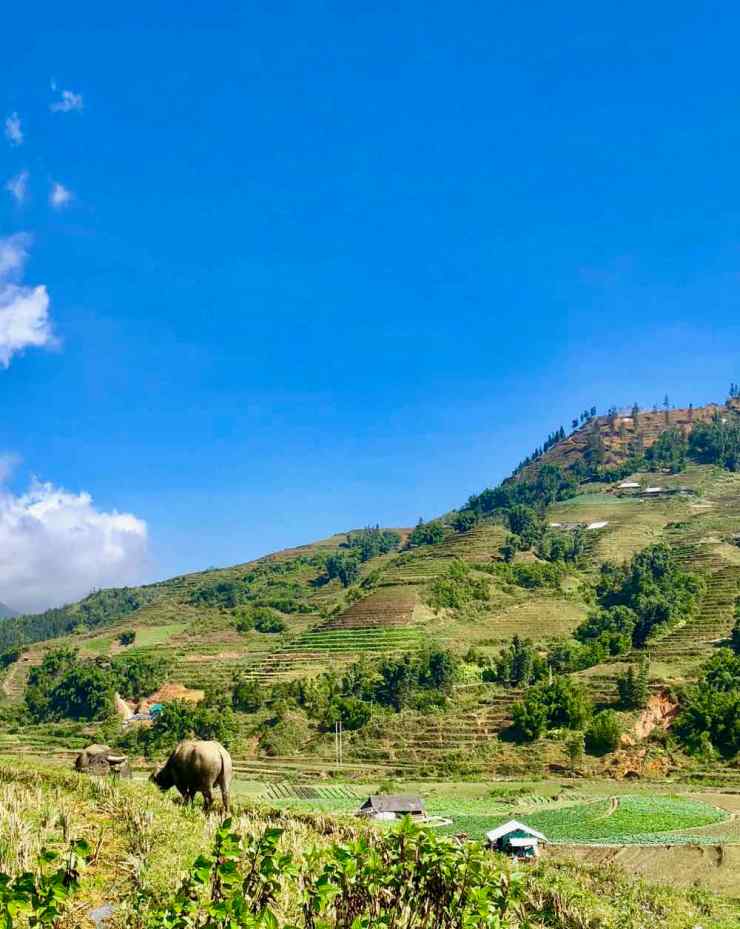 Jolies rizières - Région de Sapa - Vietnam