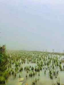 Rizières dans la brume - Région de Sapa - Vietnam