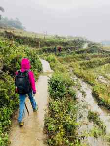 Rizières dans la brume - Région de Sapa - Vietnam