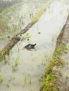Canards dans les rizières et la brume- Région de Sapa - Vietnam