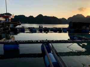 Coucher de soleil sur la Ferme aux poissons - Baie d'Halong - Vietnam
