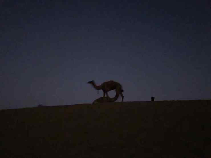 Dromadaires dans la nuit - Désert du Thar - Rajasthan - Inde