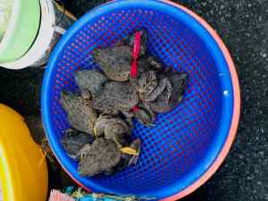 Crapauds ! - Marché terrestre de Can Tho - Vietnam