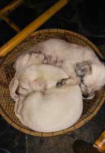 Corbeille à chiots - Can Tho - Vietnam