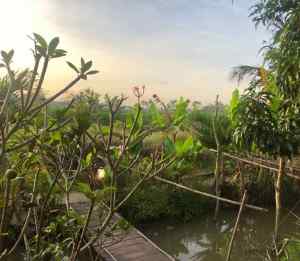 Petit pont pour rejoindre notre bungalow - Can Tho - Vietnam