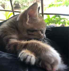 Mimiss !! Trop mignon !! - Nguyen Shack - Can Tho - Vietnam