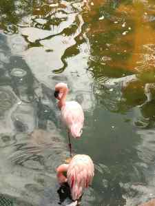 Flamants roses - Parc de Kowloon - Hong-Kong