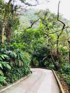 Redescente à pied depuis le Peak, par une ancienne route, en pleine nature - Hong-Kong