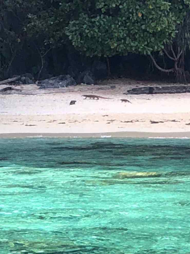 Attention, gros lézards sur la plage - El Nido - Palawan