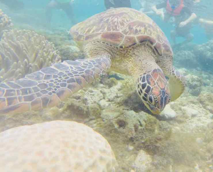 Tortue de mer - Apo Island - Philippines