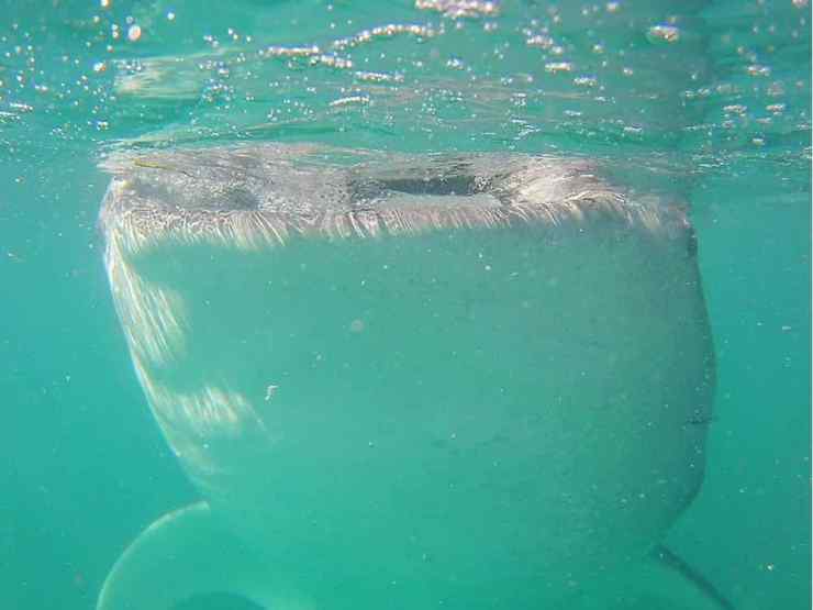 Requin Baleine - Oslob - Philippines