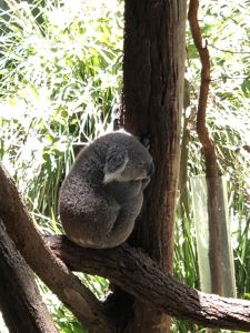 Koala ! - Zoo de Taronga - Sydney - Australie