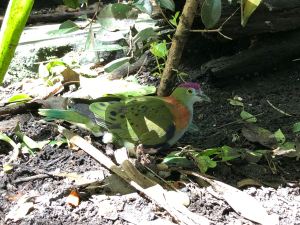 Bel oiseau australien non identifié - Zoo de Taronga - Sydney - Australie