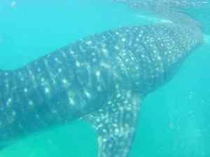 Requin Baleine - Oslob - Philippines