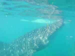Requin Baleine - Oslob - Philippines
