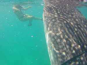 Requin Baleine - Oslob - Philippines