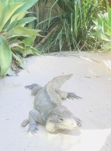 Gros lézard australien. Beurk ! - Sydney - Australie