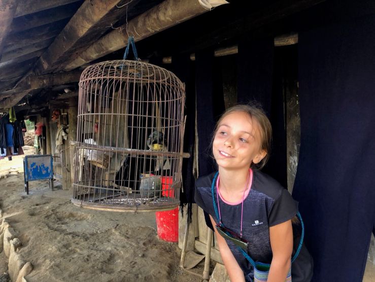 Joli Oiseau dans une maison Hmong - Sapa - Vietnam