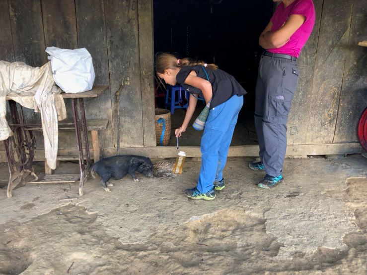 Le petit cochon mange la nourriture des poules chez les Hmongs - Sapa - Vietnam