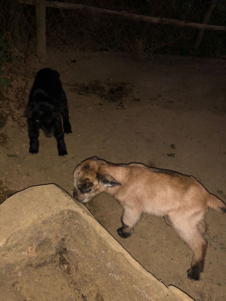 Petits chèvres - Sapa - Vietnam