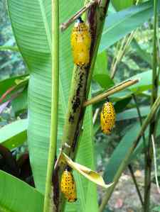 Chrysalide - Siquijor - Philippines